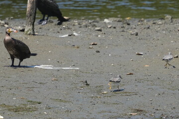 grey tailed tattler and cormorant