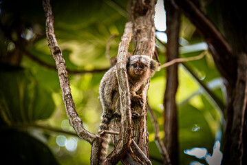 A Baby White-Tufted Marmoset (Callithrix jacchus) clinging to a Tree in Rio de Janeiro, Brazil