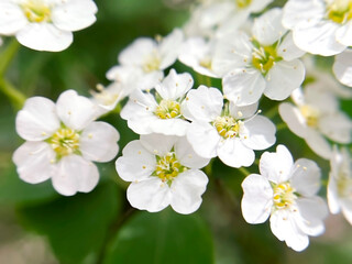 White flowers Spirea (spiraea cantoniensis) close-up