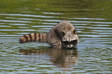 racoon in a pond