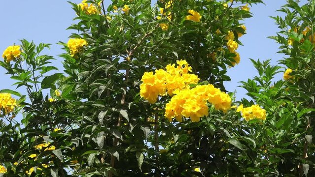 Yellow tecoma stans blooming at summer