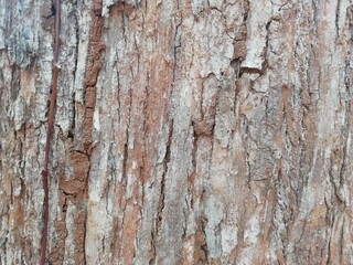 bark of tree, textures