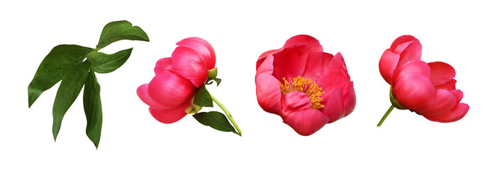Set of coral peony flowers and green leaves isolated on white or transparent background