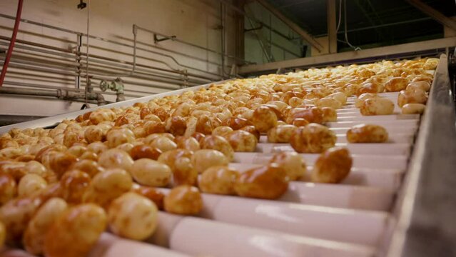 Industrial food processing scene where a massive quantity of potatoes moves along a conveyor belt, undergoing a meticulous cleaning process at potato factory indoor. slow motion. 