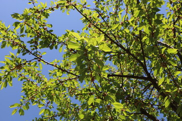 Cherry tree branches adorned with lush green leaves in the sky background