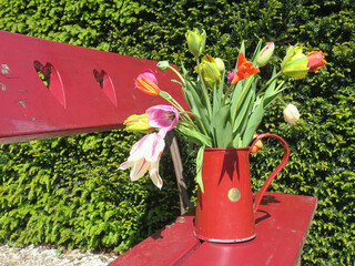 multi colored tulips in a red enamel can