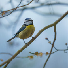 bird