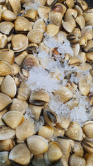 Close up photo of fresh shell on ice sold at the market.	