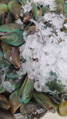 Close up photo of fresh shell on ice sold at the market.