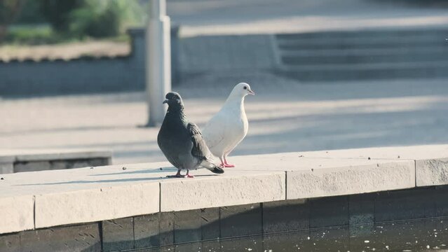 Two birds, likely pigeons, are standing together on the asphalt sidewalk, near a wall. One bird pecks at the ground with its beak while the other gazes towards a grassy patch nearby