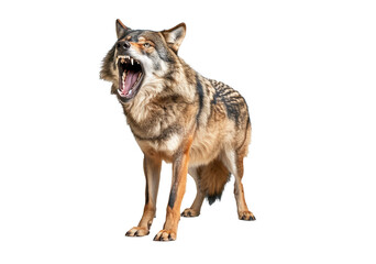 Obraz premium Howling Wolf