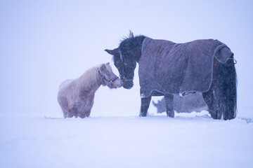 pony love