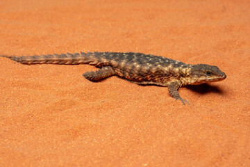 The Dwarf Sungazer (Cordylus tropidosternum) is a species of  rupicolous (rock-dwelling) lizard...