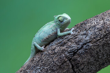 Baby Veiled Chameleon (Chamaeleo calyptratus) is climbing on a tree branch.