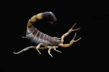 Parabuthus - Burrowing Thick-tailed Scorpion isolated on black background.