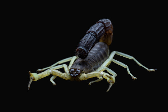 Parabuthus - Burrowing Thick-tailed Scorpion.