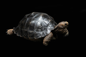 The Aldabra Giant Tortoise (Aldabrachelys gigantea) is endemic to the Seychelles Islands. The...