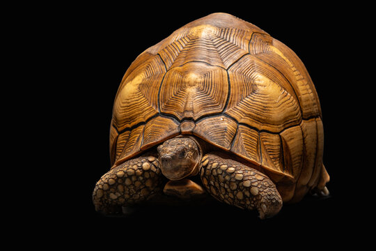 The Angonoka Tortoise (Astrochelys yniphora) is the rarest tortoise species in the world.  It is endemic to Madagascar.