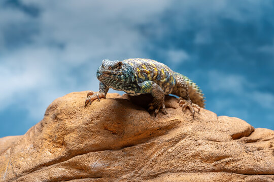 Uromastyx ornata or Ornate Mastigure is endemic to the Middle East.