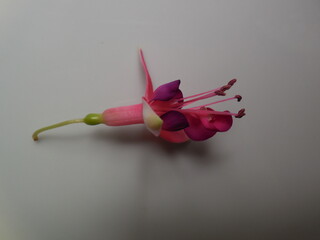 Deformed fuchsia flower, anomaly, mutation, unusual petal growth.