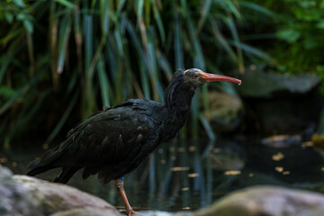 Ibis chauve