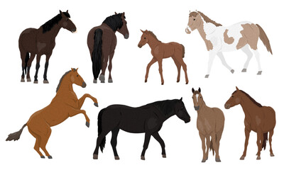 Set of domestic horses and their foals. Horses of different colors walk, stand and rear. Realistic vector animal