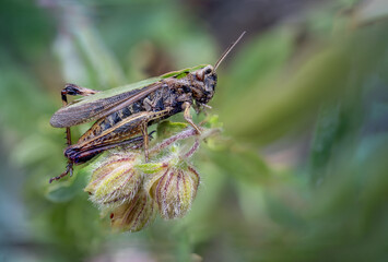 Omocestus rufipes Heuschrecke