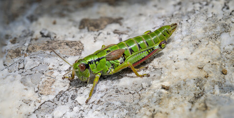 Miramella Alpina Gebirgsschrecke
