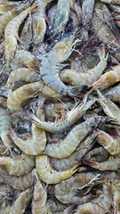 Fresh Raw Shrimp on Ice at Market
