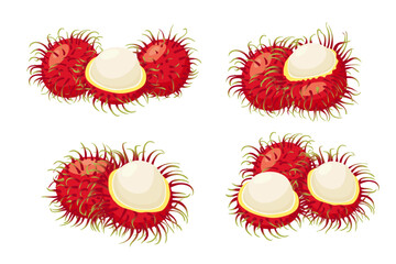 rambutan fruit vector icon.Cartoon vector icon isolated on white background