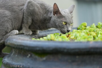 cat on a tree © AJF