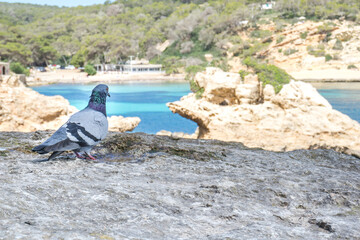 Portrait einer Stadttaube Grau Lila Taube auf einem Felsen mit Strand im Hintergrund