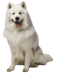Obraz premium Samoyed, tranparent