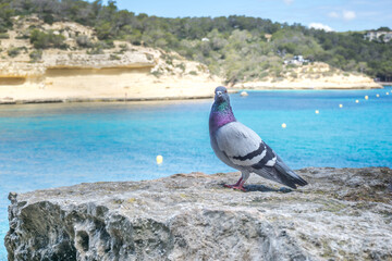 Portrait einer Stadttaube Grau Lila Taube auf einem Felsen mit Strand im Hintergrund
