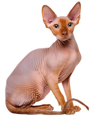 sphynx, transparent photo