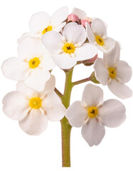 white forget me not flower