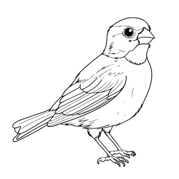 recommend clip art: Simple Vector Outline, Coloring page of a cute baby sparrow on a branch, outlined for coloring in a cartoon style.