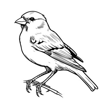 recommend clip art: Simple Vector Outline, Simple line art coloring page of sparrow bird.
