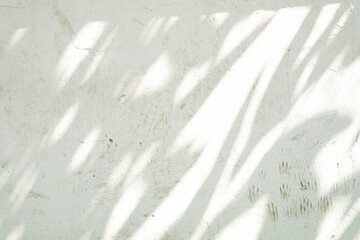 A white wall with a shadow of a tree 