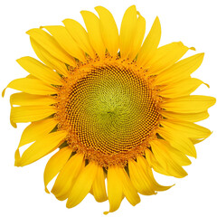 Sunflower, transparant