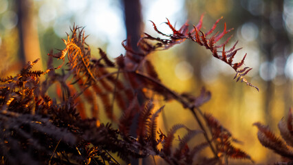 Vue rapproch&eacute;e de foug&egrave;res sauvages, en automne, dans la for&ecirc;t des Landes de Gascogne