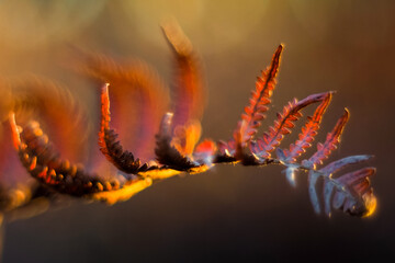 Vue rapprochée de fougères sauvages, en automne, dans la forêt des Landes de Gascogne