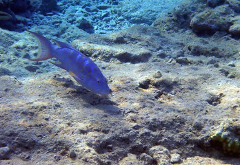 Lunartail grouper, scientific name is Variola louti, belongs to family Serranidae, it reaches a...