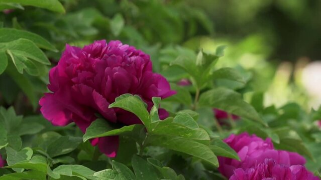 Abstract natural background with peon blooming flowers and foliage, garden