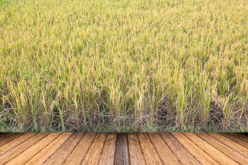 Ripe rice farm ready to harvest with wooden floor