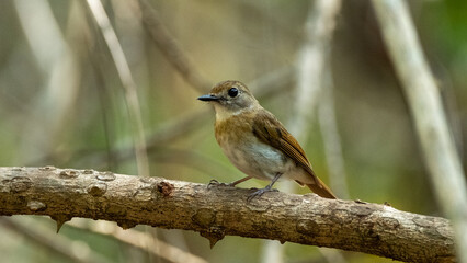 Fulvous-chested Jungle-Flycatcher (Rhinomyias olivacea) in Bali Barat National Park, Bali Island, Indonesia