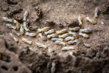 Termites eat wood