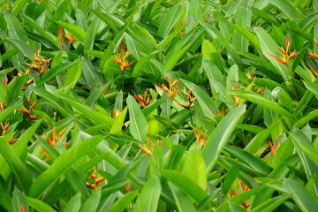 Close-up of Heliconia hirsuta flower blooming