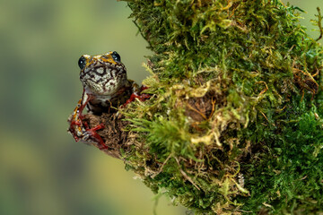 Painted Reed Frog or Spotted Tree Frog perched on mossy wood.