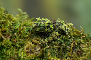 Vietnamese Mossy Frog (Theloderma corticale) or Tonkin Bug-eyed Frog is camouflaged on mossy wood.